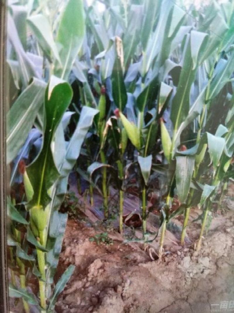 大量鲜玉米上市