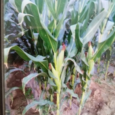 大量鲜玉米上市