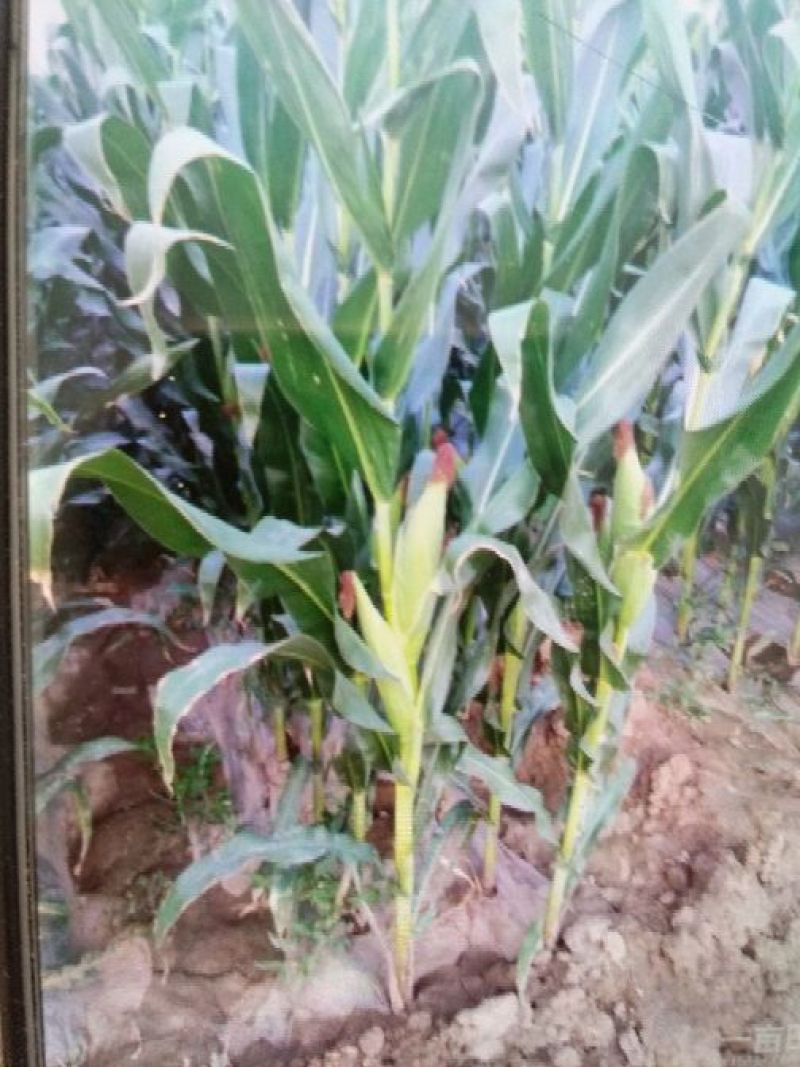 大量鲜玉米上市