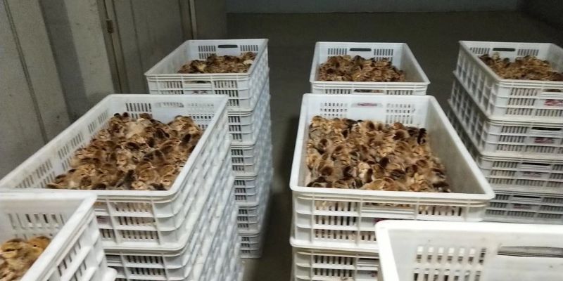 鸡苗出壳苗35~45克通货