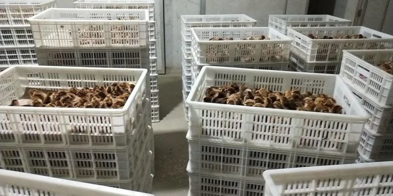 鸡苗出壳苗35~45克通货