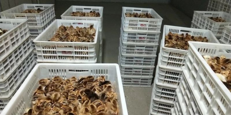 鸡苗出壳苗35~45克通货