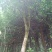 香飘万里的园林桂花树