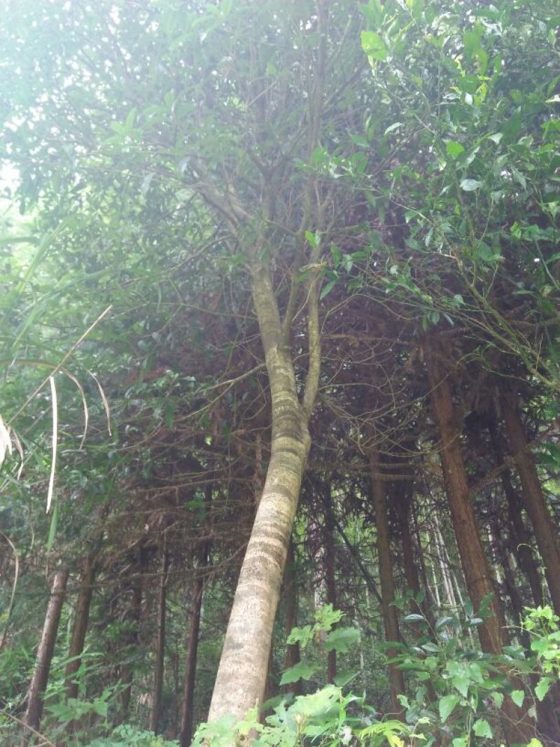 香飘万里的园林桂花树