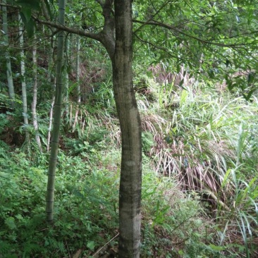 香飘万里的园林桂花树