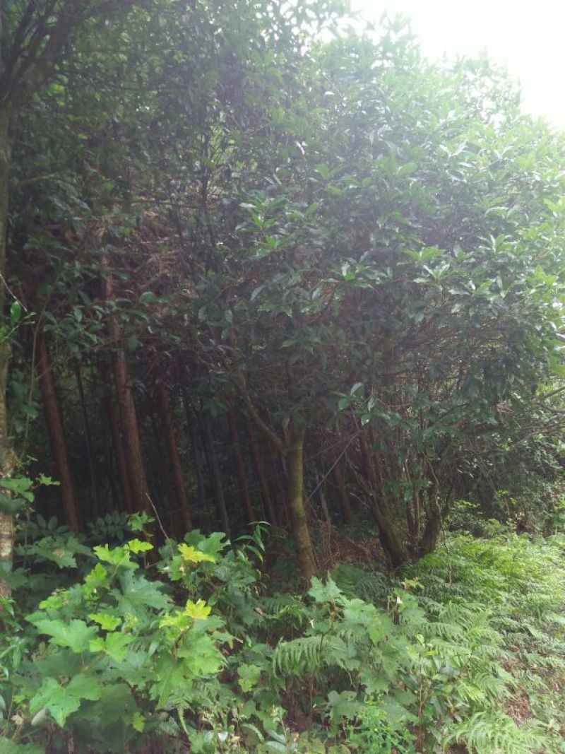 香飘万里的园林桂花树