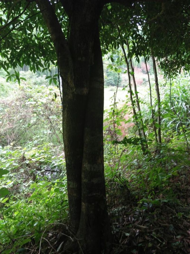 香飘万里的园林桂花树