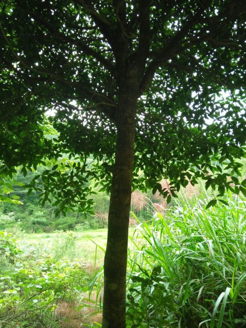 香飘万里的园林桂花树