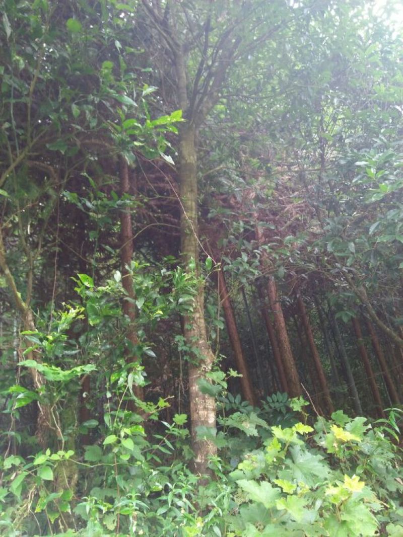 香飘万里的园林桂花树