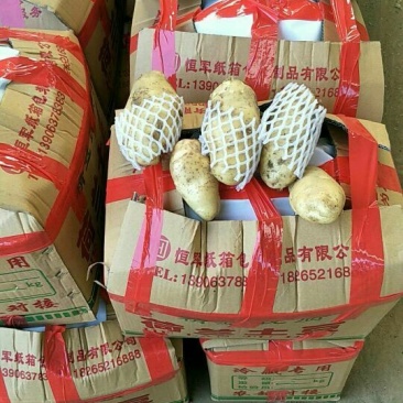土豆