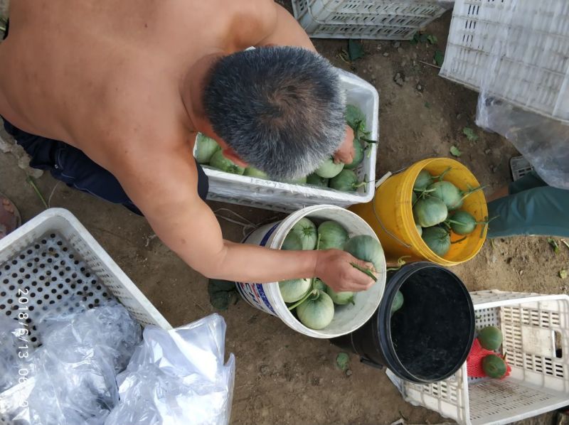绿宝羊角蜜