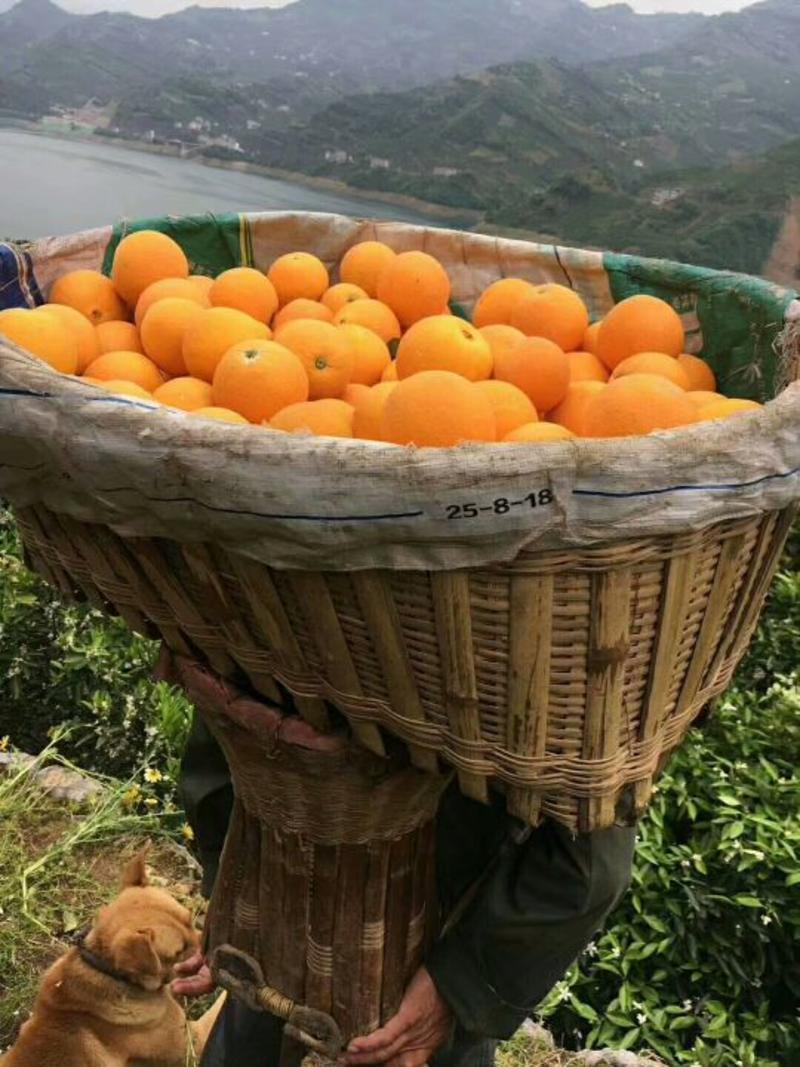 湖北秭归伦晚/中华红果冻橙果园看货全年鲜果现场采搞
