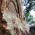 雪燕云南拉丝雪燕满满的胶原蛋白