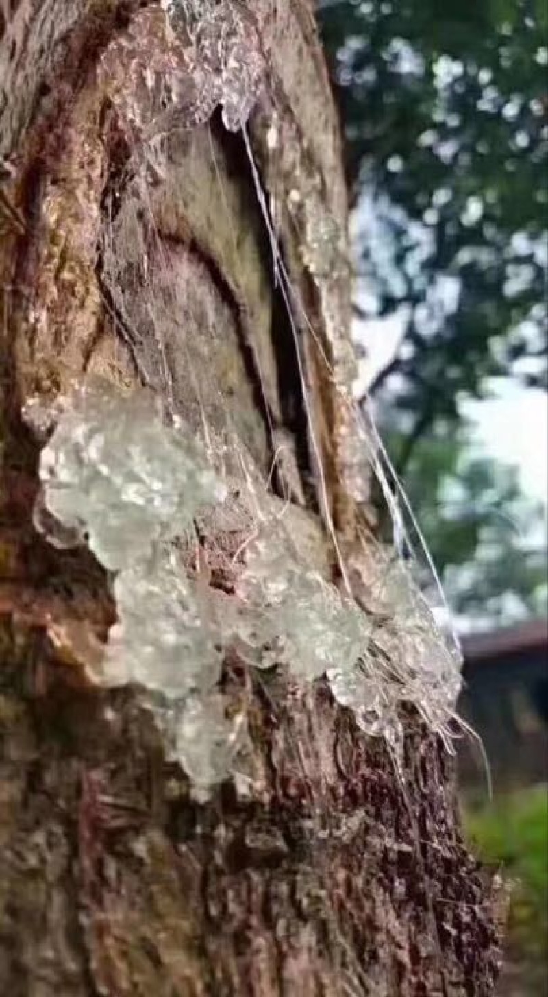 雪燕云南拉丝雪燕满满的胶原蛋白