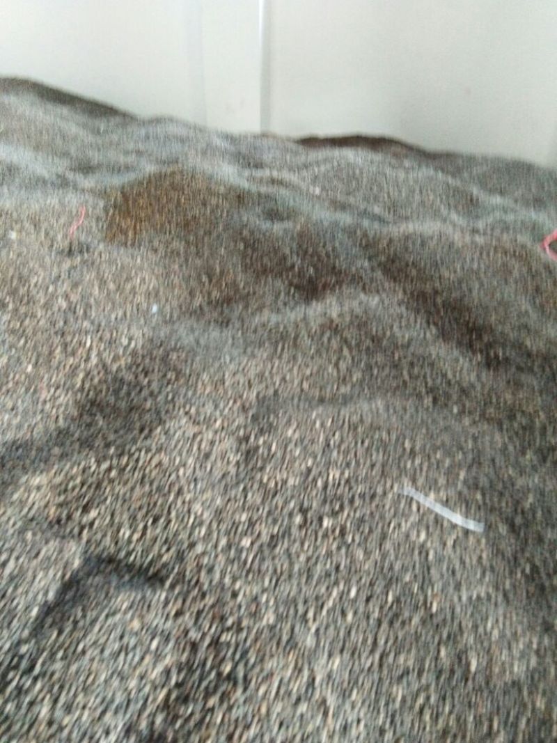 积壳橙子橘子落地果