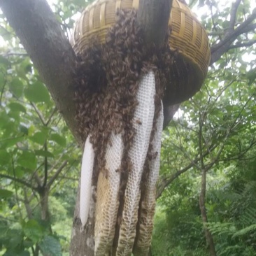 纯野生蜂蜜，蜂蜜界的精品。