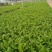 柳叶马鞭草基地直供质优价廉欢迎实地考察