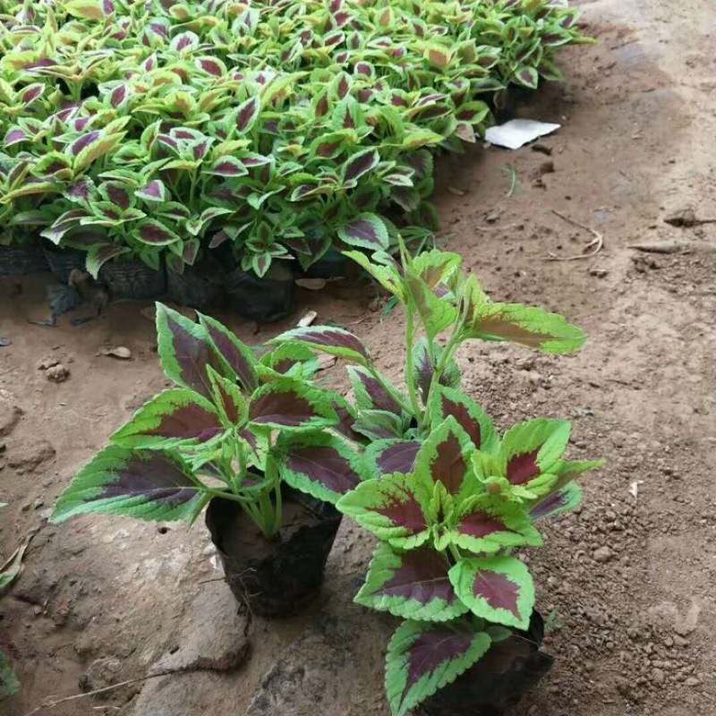 彩叶草基地直供质优价廉欢迎实地考察