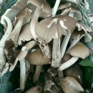 鸡枞菌