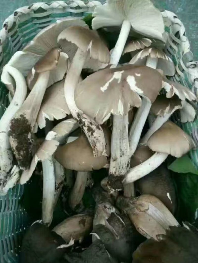 鸡枞菌