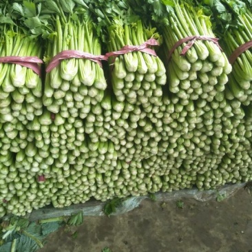 芹菜！各种叶菜！菜样齐全！