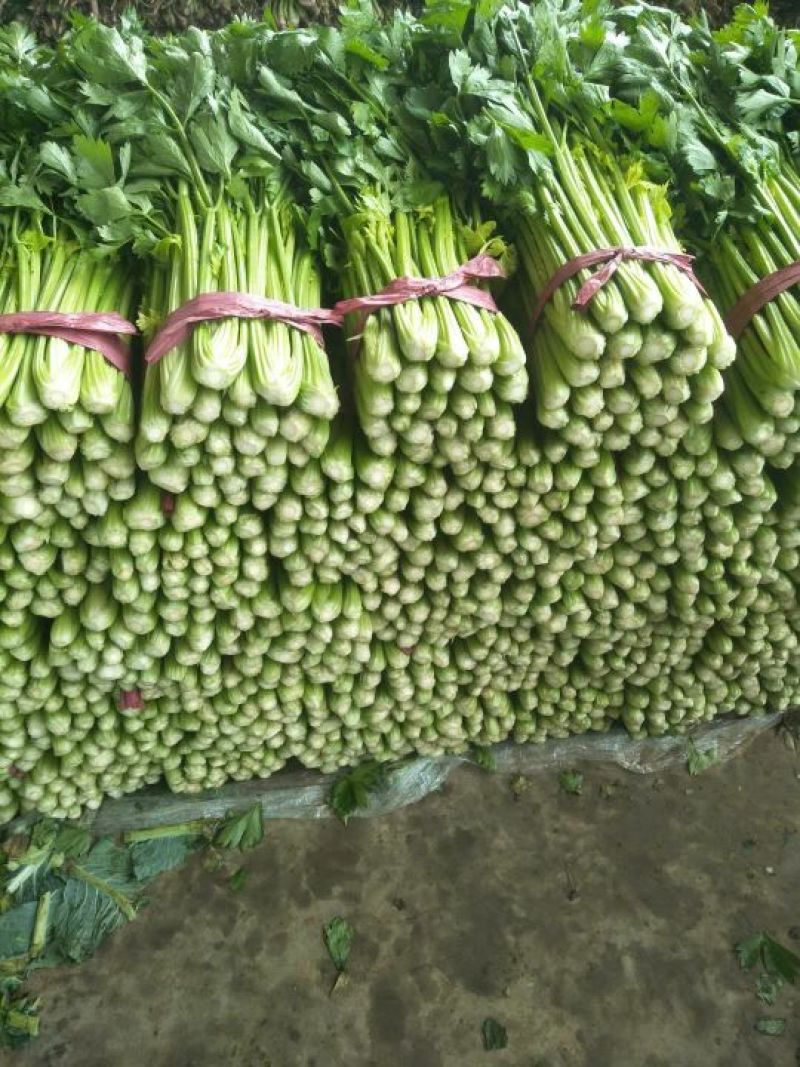 芹菜！各种叶菜！菜样齐全！