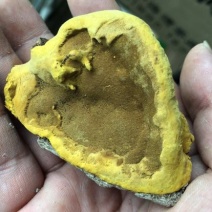 野生西藏桑黄金边桑黄桑树桑黄