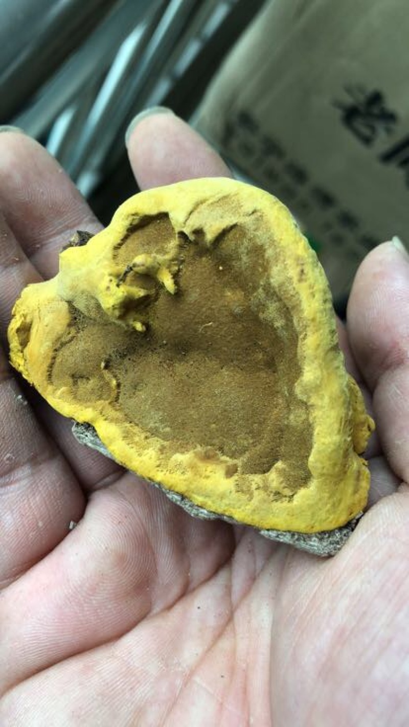 野生西藏桑黄金边桑黄桑树桑黄