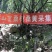 野生西藏桑黄金边桑黄桑树桑黄