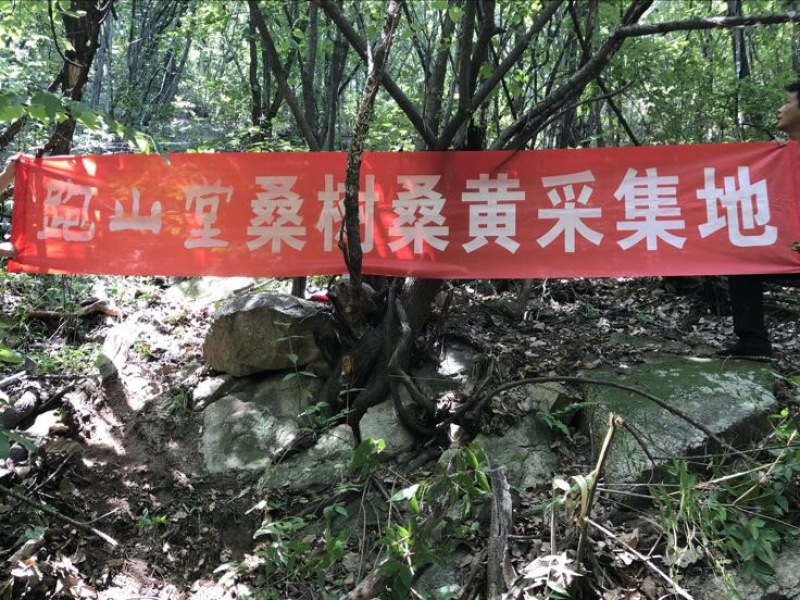 野生西藏桑黄金边桑黄桑树桑黄