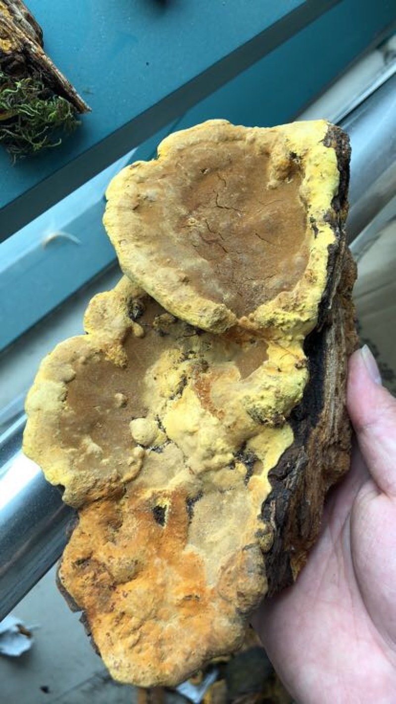 野生西藏桑黄金边桑黄桑树桑黄