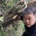 野生西藏桑黄金边桑黄桑树桑黄