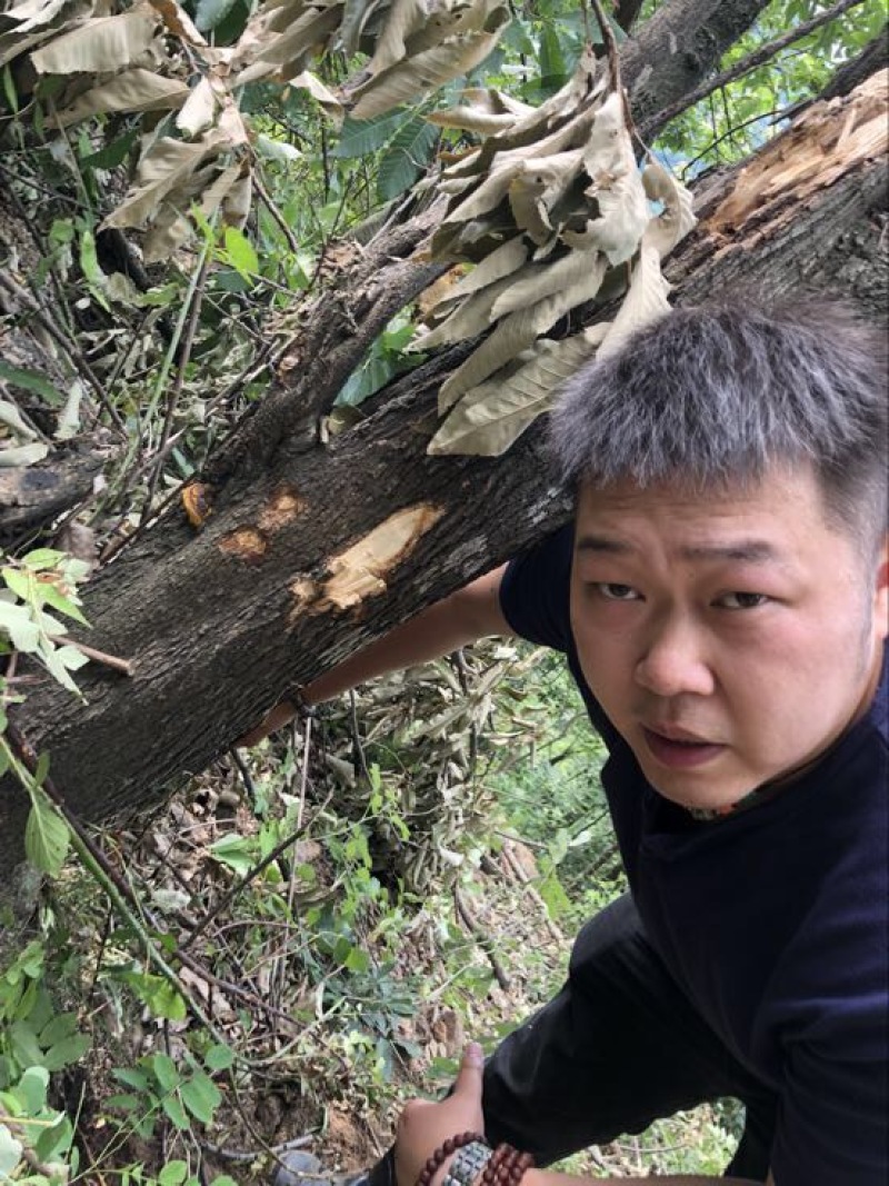 野生西藏桑黄金边桑黄桑树桑黄