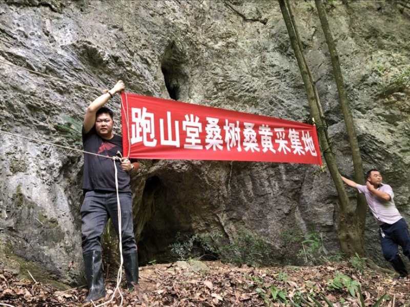 野生西藏桑黄金边桑黄桑树桑黄
