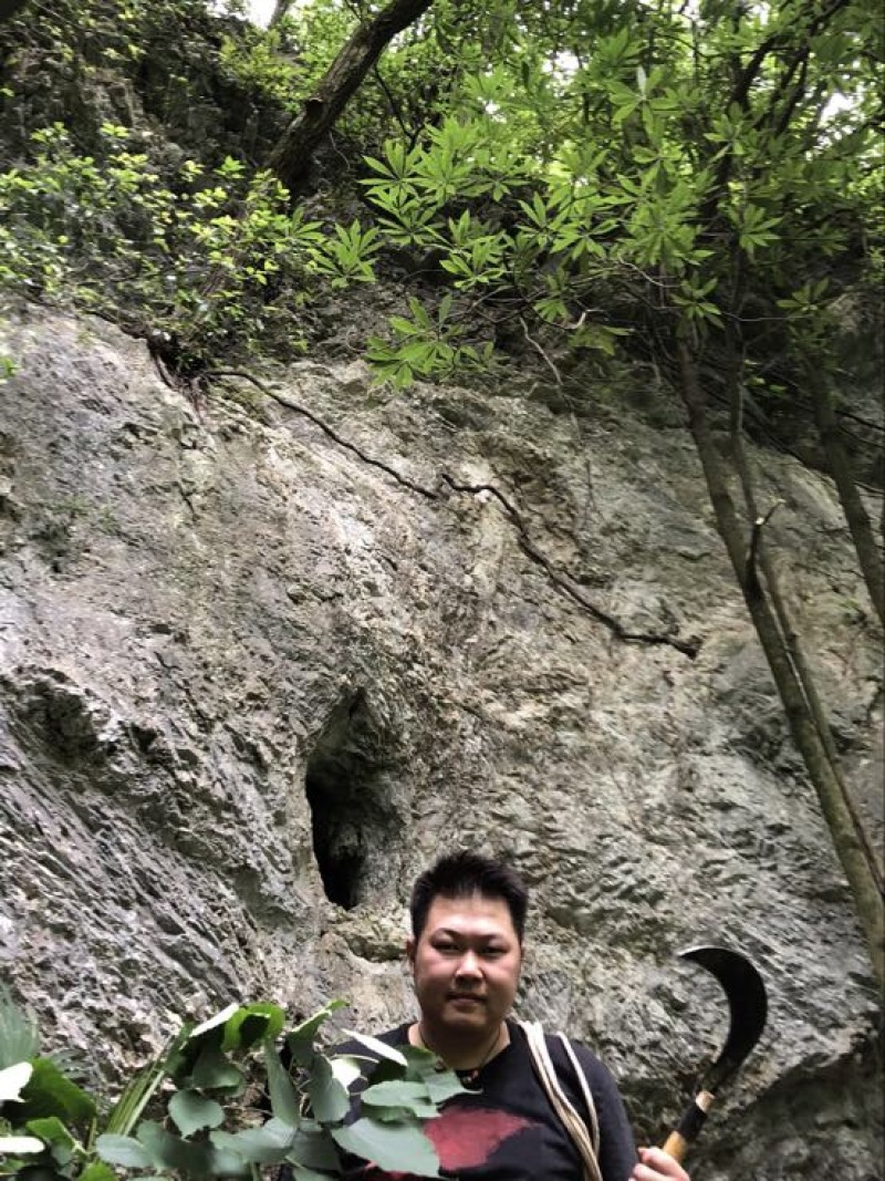 野生西藏桑黄金边桑黄桑树桑黄