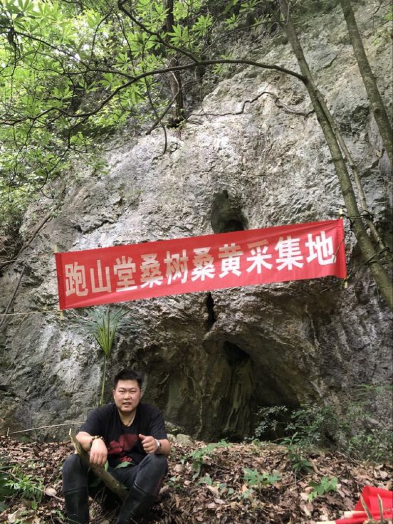 野生西藏桑黄金边桑黄桑树桑黄