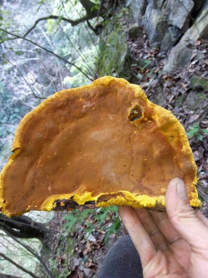 野生桑树桑黄野生桑黄金边桑黄