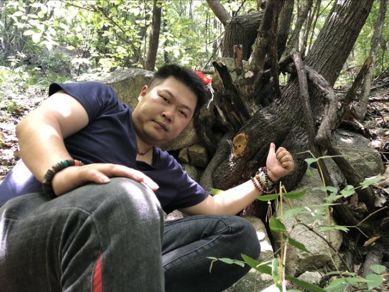 野生桑树桑黄野生桑黄金边桑黄