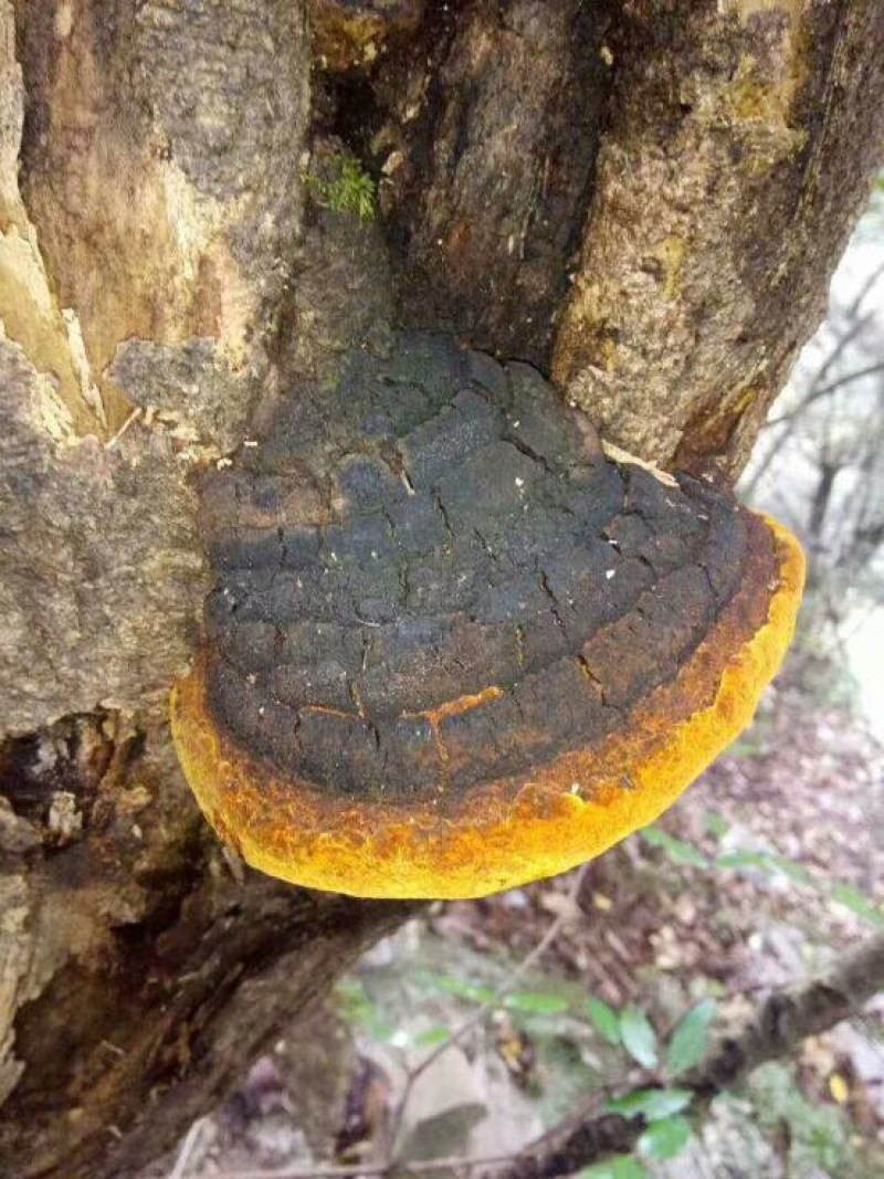 野生桑树桑黄野生桑黄金边桑黄