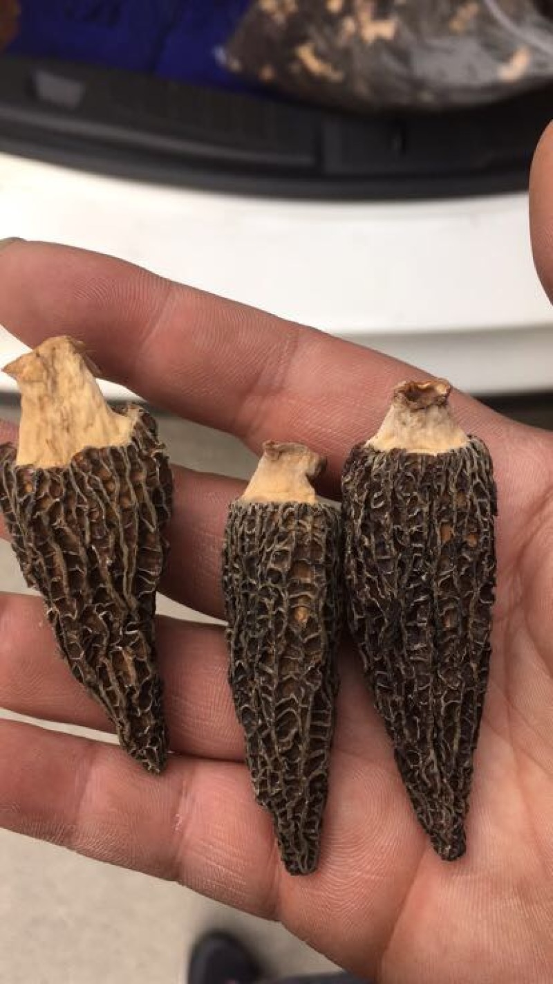 种植羊肚菌中上通货栽培羊肚菌