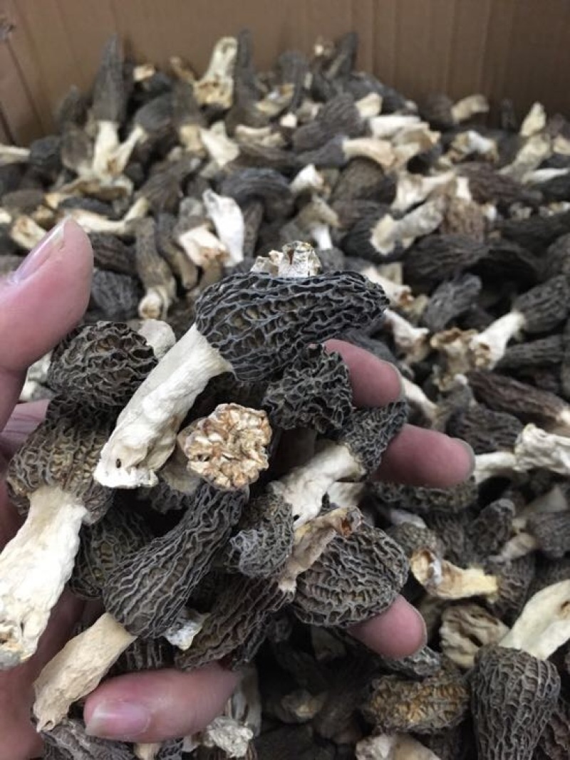 种植羊肚菌中上通货栽培羊肚菌
