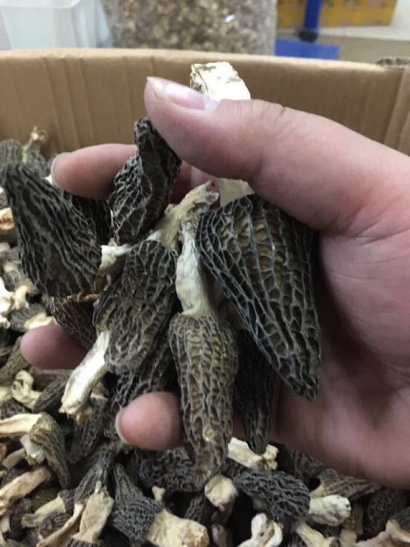 种植羊肚菌中上通货栽培羊肚菌