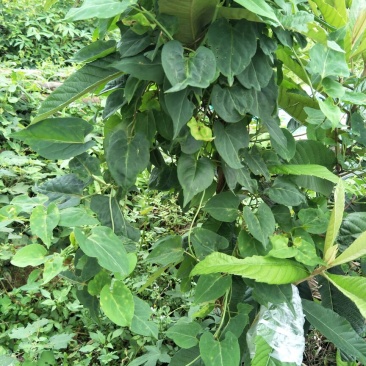 野生何首乌种苗