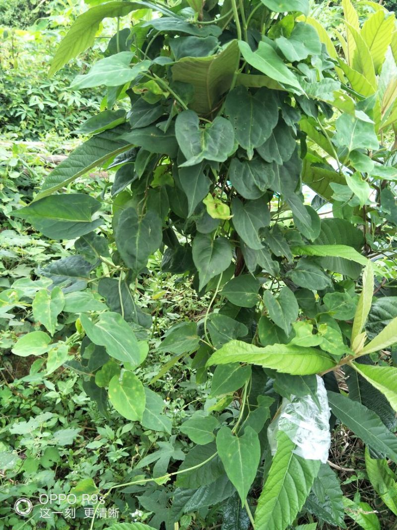 野生何首乌种苗