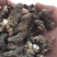 粉质重楼统个干货白心重楼
