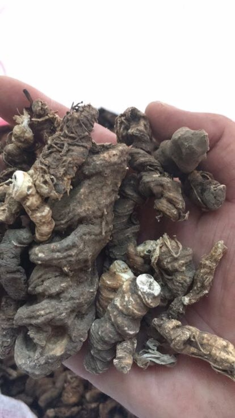 粉质重楼统个干货白心重楼