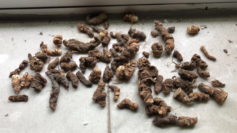 粉质重楼统个干货白心重楼