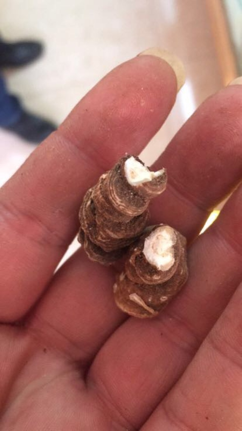 粉质重楼统个干货白心重楼