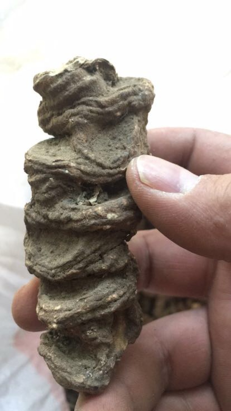 粉质重楼统个干货白心重楼