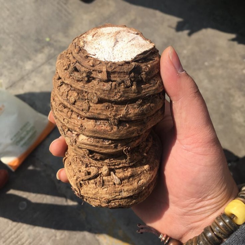 粉质重楼统个干货白心重楼